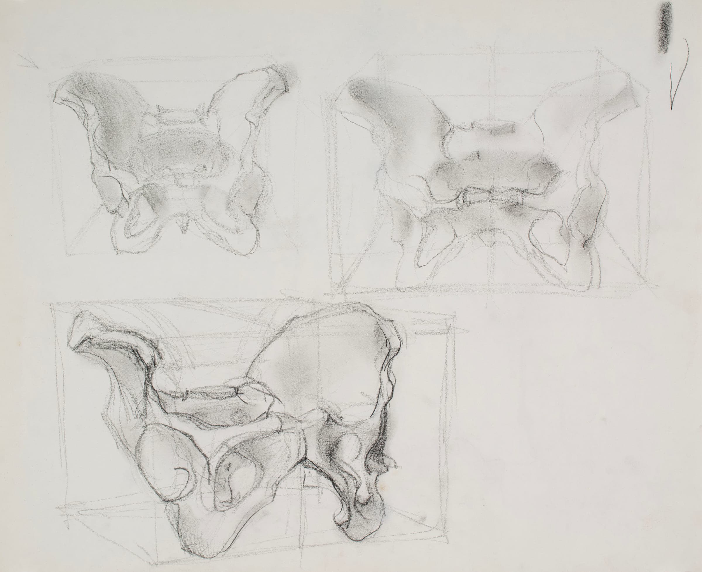 Pelvis, Three Views by Valerie Tamplin